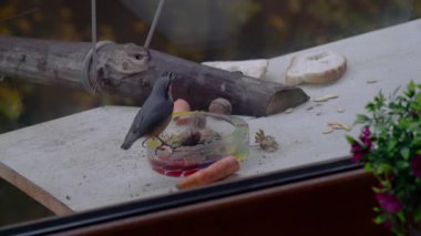 Avrasya Nuthatch tohum topluyor, dul camı aracılığıyla filme alınmıştır (Sitta Europaea)