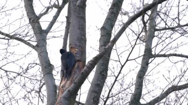 Ağacın kabuğunu gagalayan siyah ağaçkakan, dişi (Dryocopus martius)