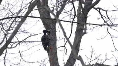 Ağacın kabuğunu gagalayan siyah ağaçkakan, dişi (Dryocopus martius)