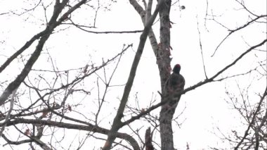 Ağacın kabuğunu gagalayan siyah ağaçkakan, dişi (Dryocopus martius)