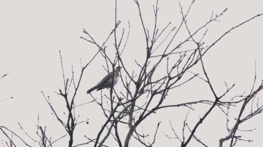 Fieldfare bir ağaç dalından izliyor (Turdus pilaris)