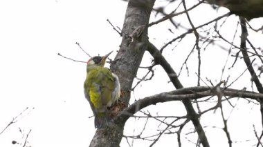 Avrupa Yeşil Ağaçkakanı ağaç dalından izliyor, dişi (Picus viridis)