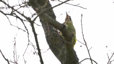 Avrupa Yeşil Ağaçkakanı ağaç dalından izliyor, dişi (Picus viridis)