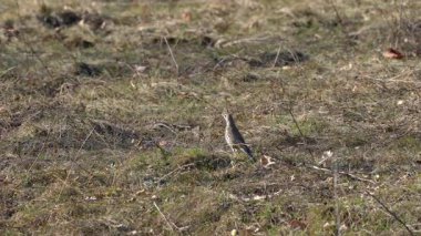 Çayırda yiyecek arayan Mistle Thrush (Turdus viscivorus)