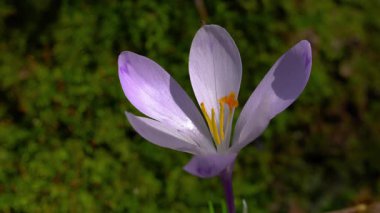 İlkbahar Crocus ormandaki kuru yapraklarda yetişir (Crocus vernus)