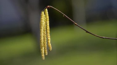 Hafif esinti, çiçek, bahar (Corylus avellana)