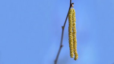 Hafif esinti, çiçek, bahar (Corylus avellana)