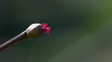 Hafif esinti, çiçek, bahar (Corylus avellana)