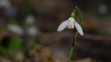 Doğal ortamda kar yağışı (Galanthus nivalis)