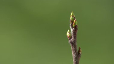 İlkbaharda Medlar tomurcuklanıyor (Mespilus germanica)