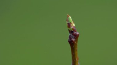 İlkbaharda Medlar tomurcuklanıyor (Mespilus germanica)