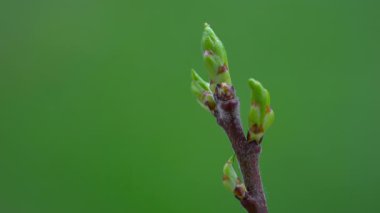 Medlar, yaprakların başlangıcı, ilkbahar (Mespilus germanica)