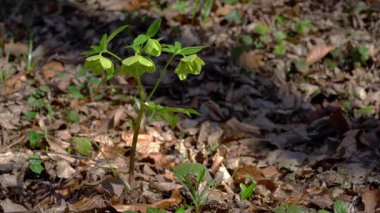Hafif esintide yeşil çiçekli Hellebore (Helleborus dumetorum))