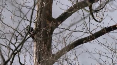 Ağaçtaki büyük benekli ağaçkakan, dişi, rüzgar (Dendrocopos major)