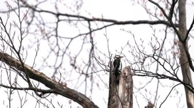 Ağaçta büyük benekli ağaçkakan, kadın, izliyor (Dendrocopos major)