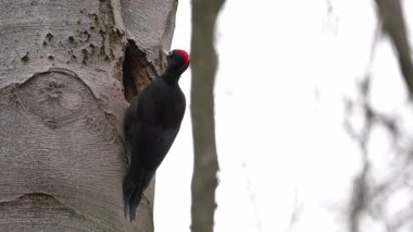 Kara Ağaçkakan yuvanın yanındaki ağaçta, erkek, gözlem (Dryocopus martius)
