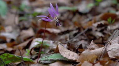 Doğal ortamdaki köpek dişi Violet (Erythronium dens-canis)