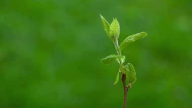 Medlar, yaprakların başlaması, yağmur damlaları, bahar (Mespilus germanica)