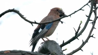 Ağaçta Avrasyalı Jay, gözlem (Garrulus glandarius)