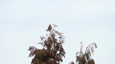 Fieldfare sallanan bir ağacın tepesinden izler, rüzgar (Turdus pilaris)