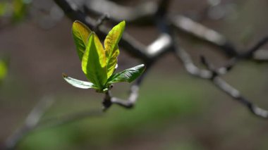 Medlar, doğal ortamda yapraklar, ilkbahar (Mespilus germanica)