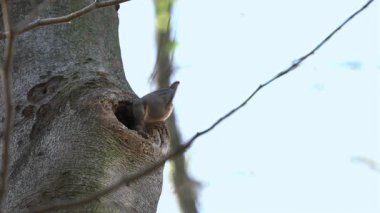 (Sitta Europaea) Ağaca yuva yapmak için Avrasya Nuthatch malzeme getirir)