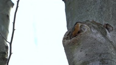 (Sitta Europaea) Ağaca yuva yapmak için Avrasya Nuthatch malzeme getirir)