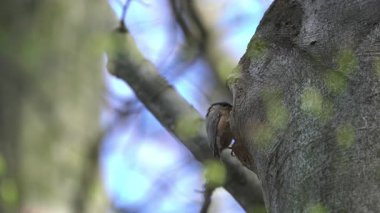 (Sitta Europaea) Ağaca yuva yapmak için Avrasya Nuthatch malzeme getirir)