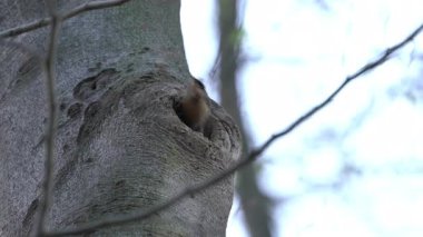 (Sitta Europaea) Ağaca yuva yapmak için Avrasya Nuthatch malzeme getirir)