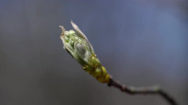 Baharda Vahşi Servis Ağacı, çiçek açmaya başlıyor (Sorbus torminalis)
