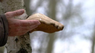 Kuru huş ağacında huş ağacı polyporu, tıbbi (Fomitopsis betulina)