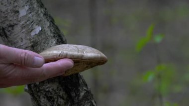 Kuru huş ağacında huş ağacı polyporu, tıbbi (Fomitopsis betulina)