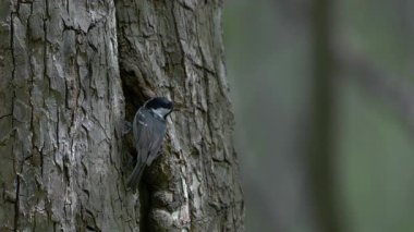 Coal Tit next to a nest in a tree, fruity petals in the wind (Periparus ater)
