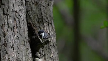 Coal Tit enters the nest in the tree (Periparus ater)