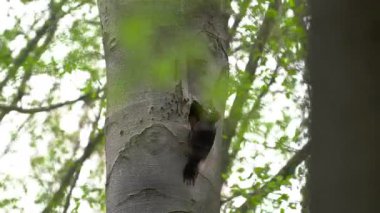 Kara Ağaçkakan yuvanın yanında, dişi, rüzgar (Dryocopus martius)