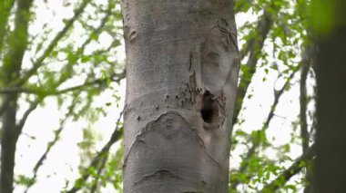 Kara Ağaçkakan ağaçtaki yuvadan etrafına bakar, dişi, rüzgar (Dryocopus martius)