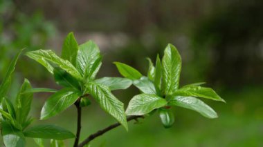 Medlar, doğal ortamda yapraklar, ilkbahar (Mespilus germanica)
