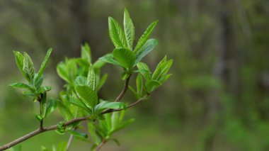 Medlar, doğal ortamda yapraklar, ilkbahar (Mespilus germanica)