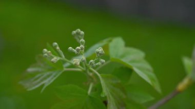 Baharda Vahşi Servis Ağacı, çiçek açmaya başlıyor (Sorbus torminalis)