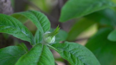 İlkbaharda Medlar, çiçeklenmenin başlangıcı, çiçek tomurcuğu (Mespilus germanica)