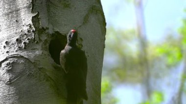 Kara Ağaçkakan ağaçtaki yuvasından etrafına bakar, dişi (Dryocopus martius)