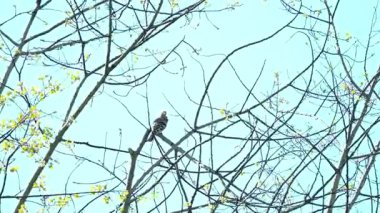 Ağaç, bahar, gözlem (Upupa epops))