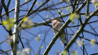 Ağaç üzerinde Avrasya Hupoesi, bahar, baş tüyleri yükseltilir (Upupa epops)