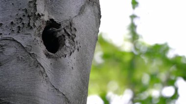 Kara Ağaçkakan bir ağaçtaki yuvayı temizler, erkek (Dryocopus martius)