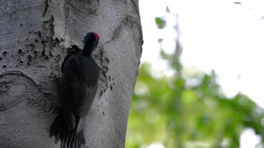 Kara Ağaçkakan ağaçta yuva yapar, araştırır ve girer, dişi (Dryocopus martius)