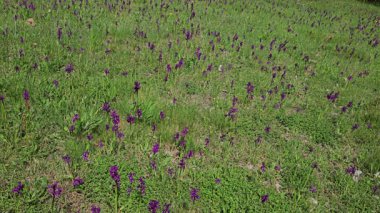 Hafif esintili yeşil kanatlı orkide tarlası (Anacamptis morio)