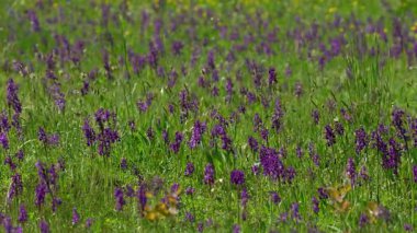 Hafif esintili yeşil kanatlı orkide tarlası (Anacamptis morio)