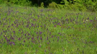 Hafif esintili yeşil kanatlı orkide tarlası (Anacamptis morio)
