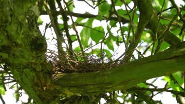 Ağacın üzerindeki güvercin yuvası, yumurtalar (Columba palumbus)