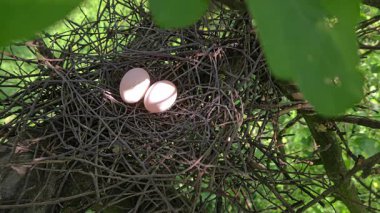 Ağacın üzerindeki güvercin yuvası, yumurtalar (Columba palumbus)